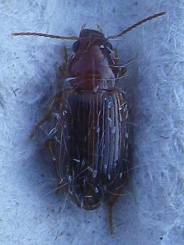 Bradycellus sp.